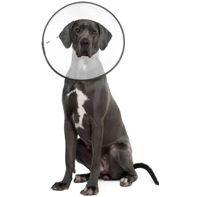 Clear Recovery Collar N83715