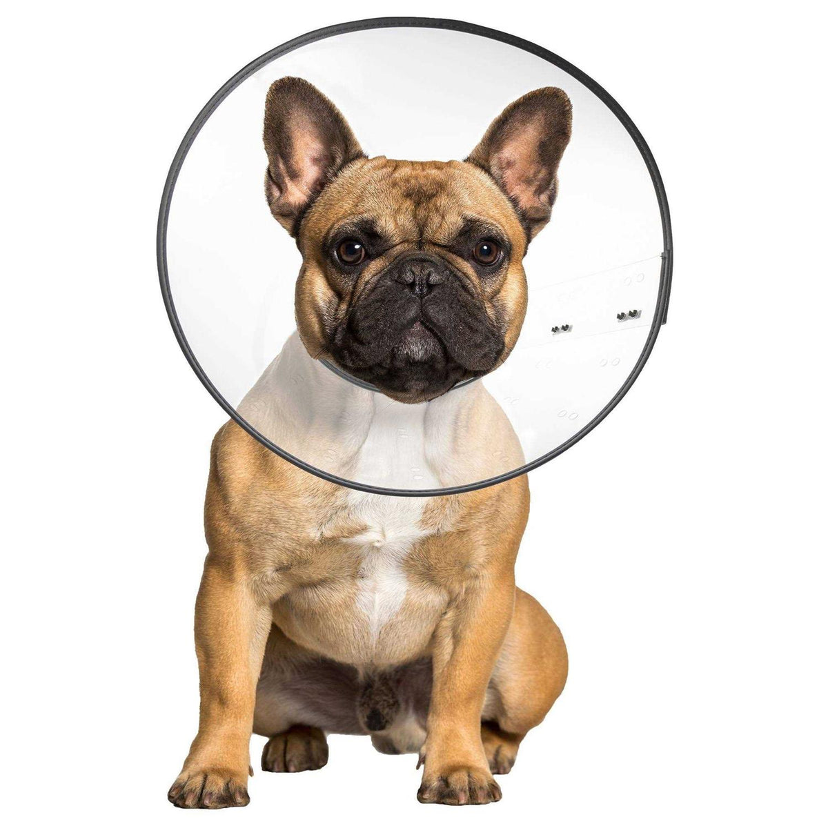 Clear Recovery Collar N83715
