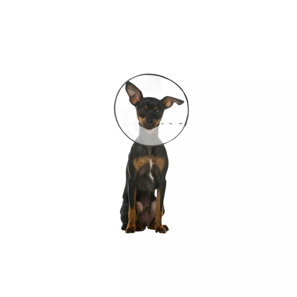 Clear Recovery Collar N83715