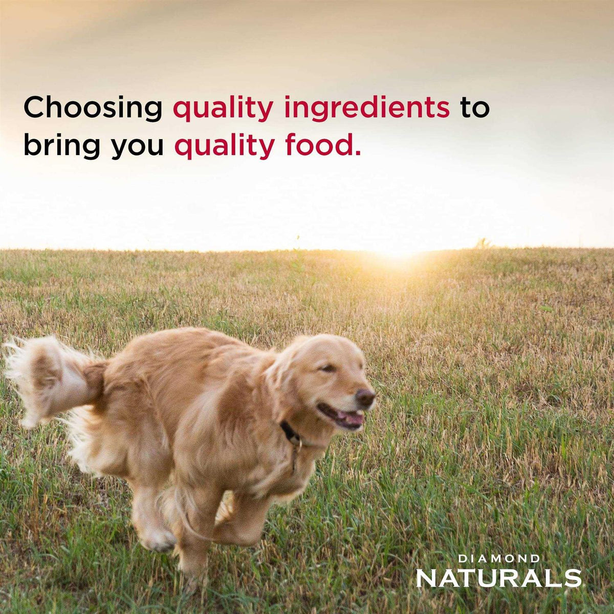 Light Lamb Meal & Rice Adult Dry Dog Food Q184333