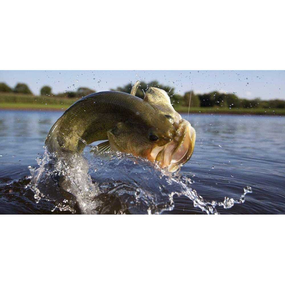 Fish Food T430866