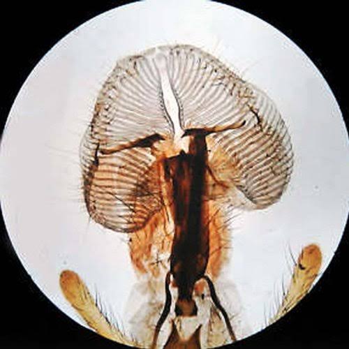 10X-20X-30X-60X Stereo Microscope with 2-Lights and 1.3MP USB Camera A47590