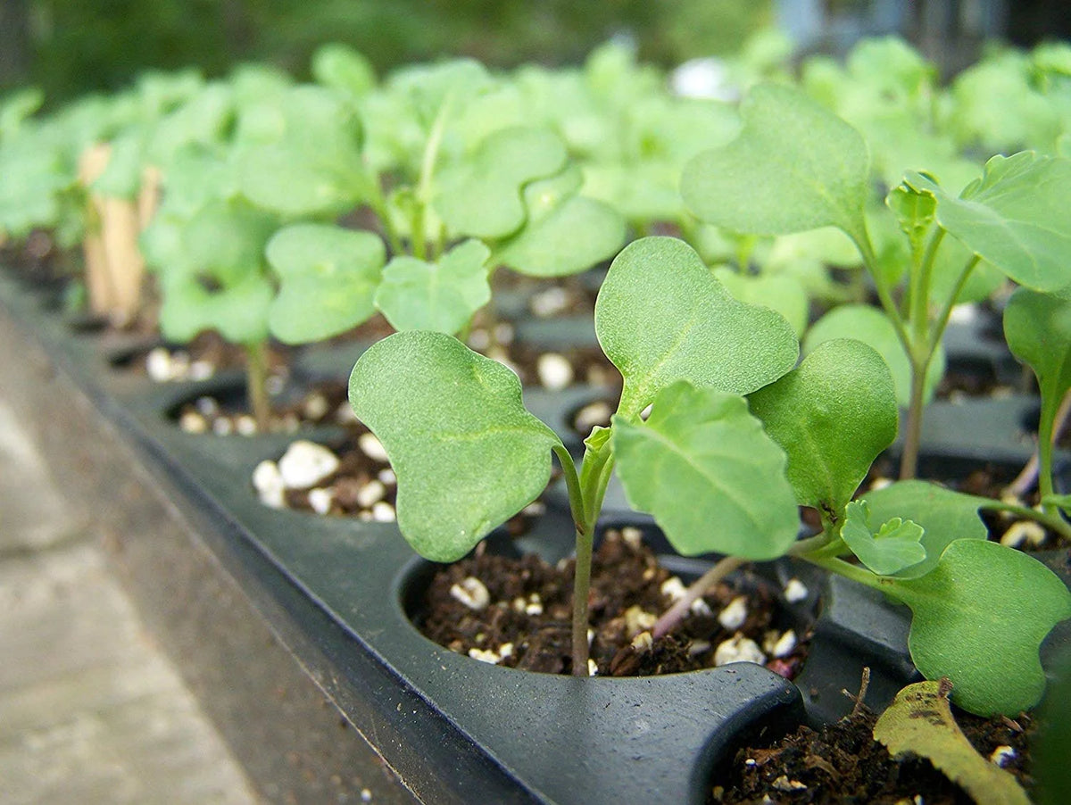 Broccoli Sprouting Seeds, 10 Pounds G147
