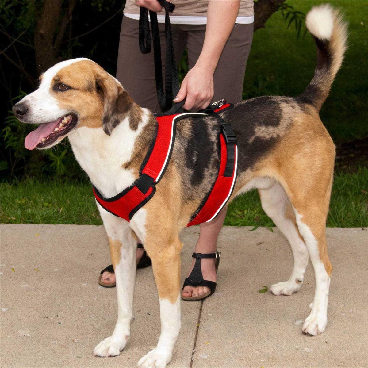 Dog Harness F76458