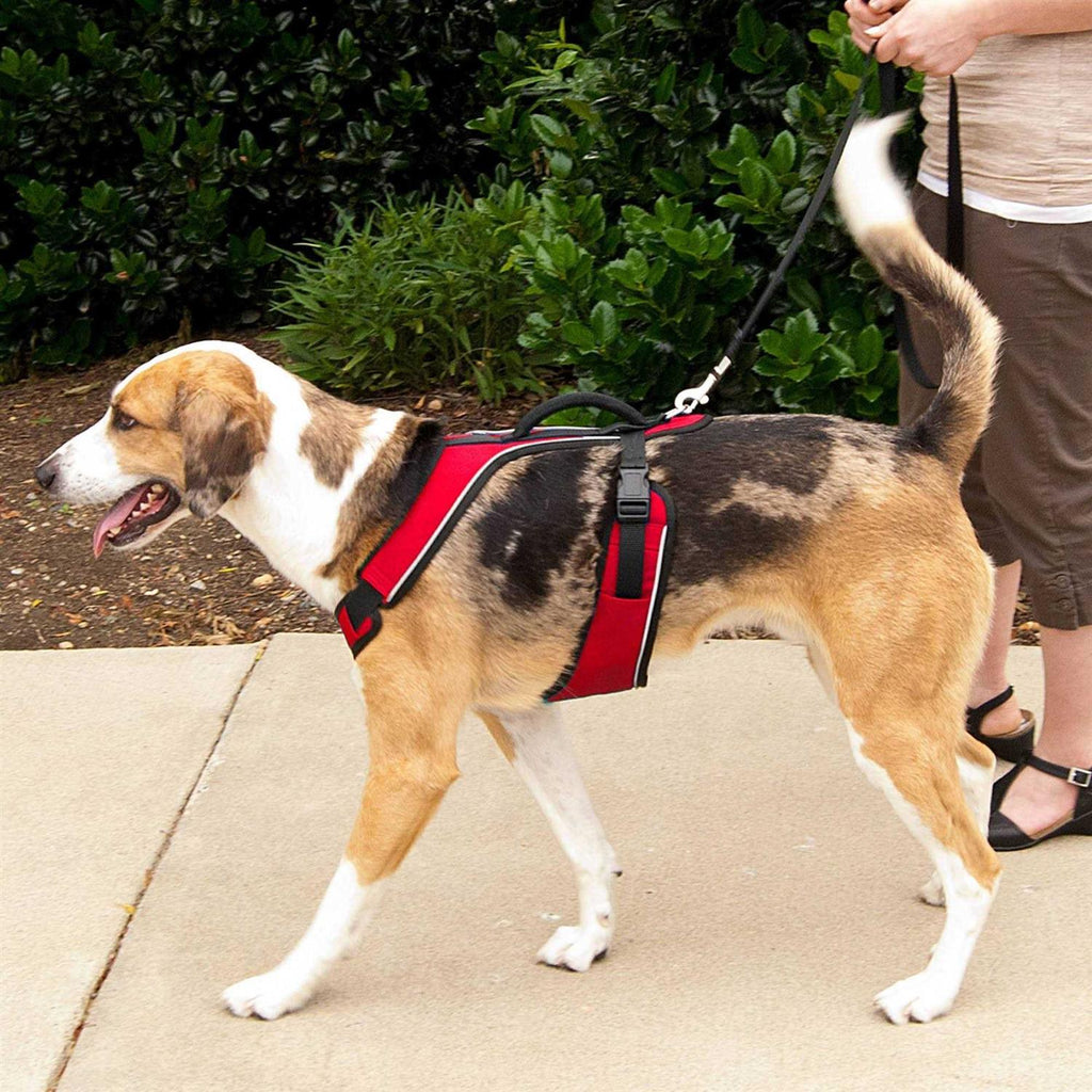 Dog Harness Q688621