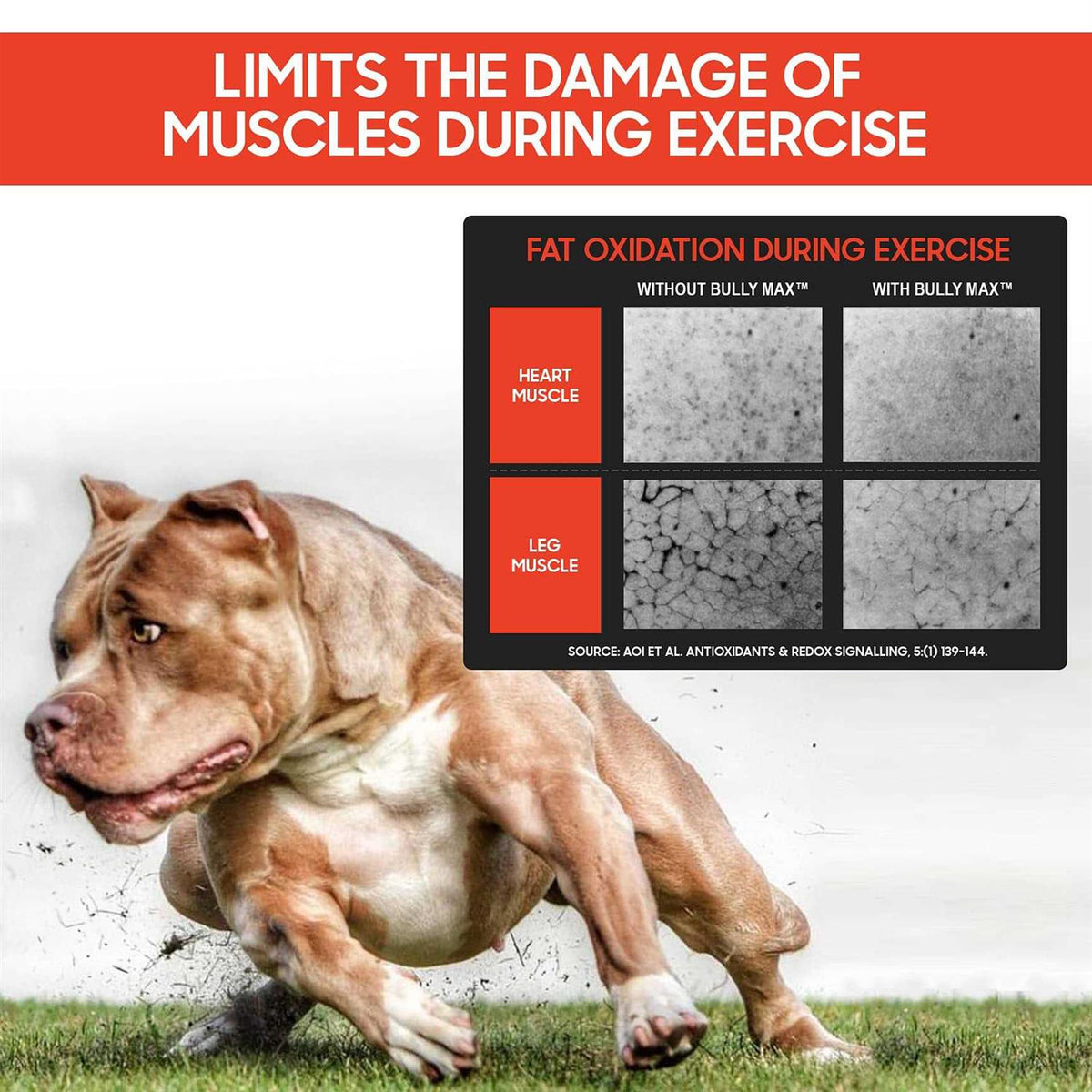 Muscle Builder for Dogs V318
