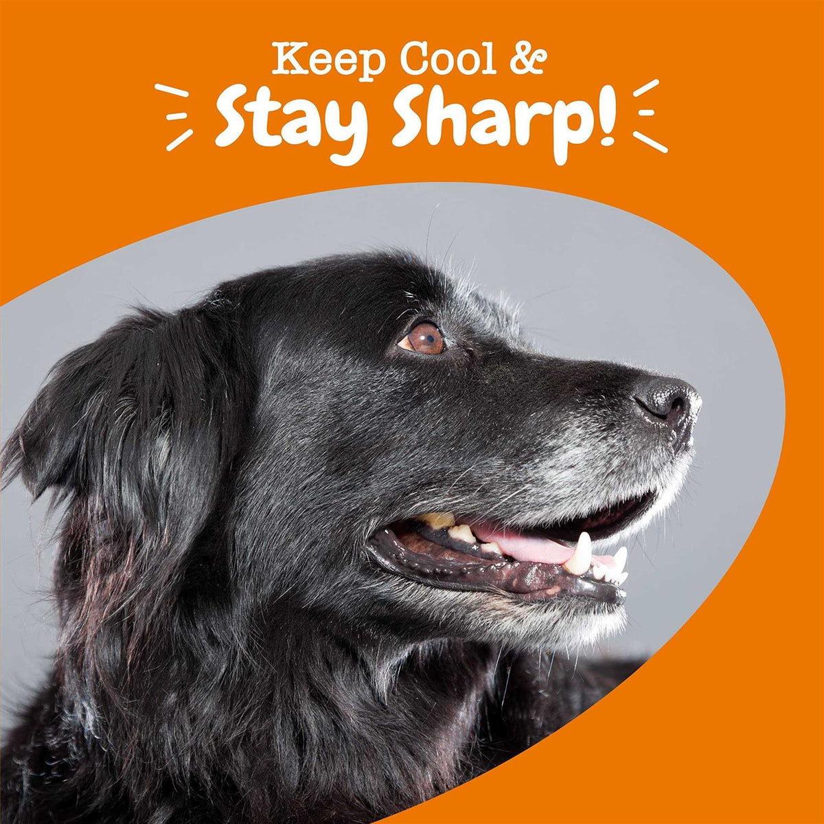 Stay Green Bites for Dogs S52639