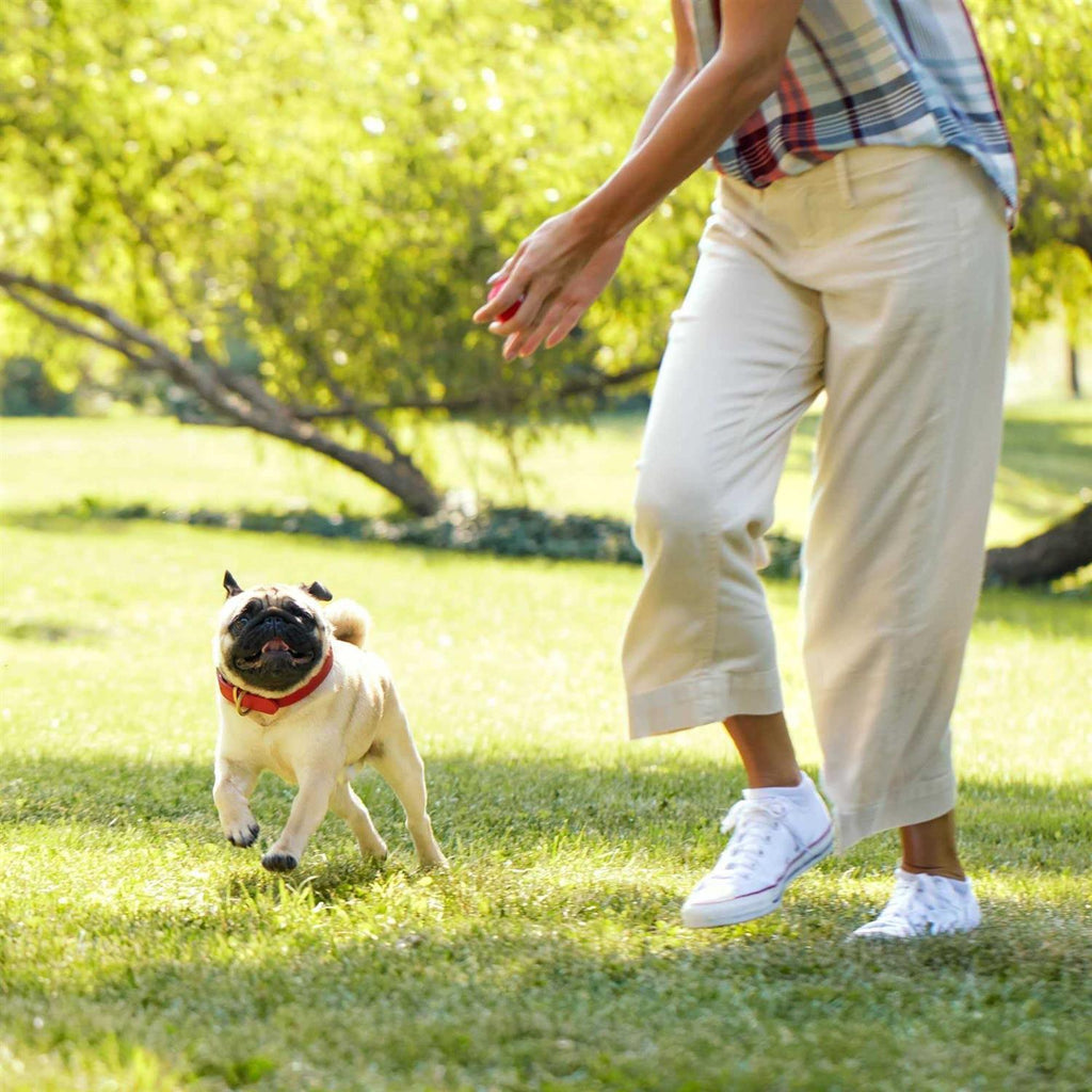 Grain Free Dog K642