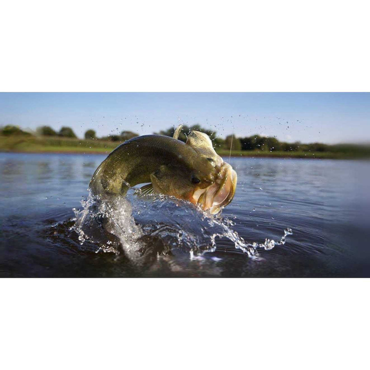 Fish Food T430866