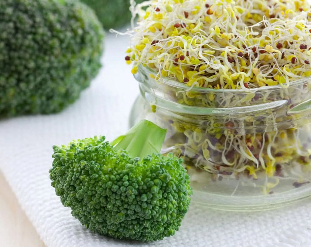 Broccoli Sprouting Seeds, 10 Pounds G147